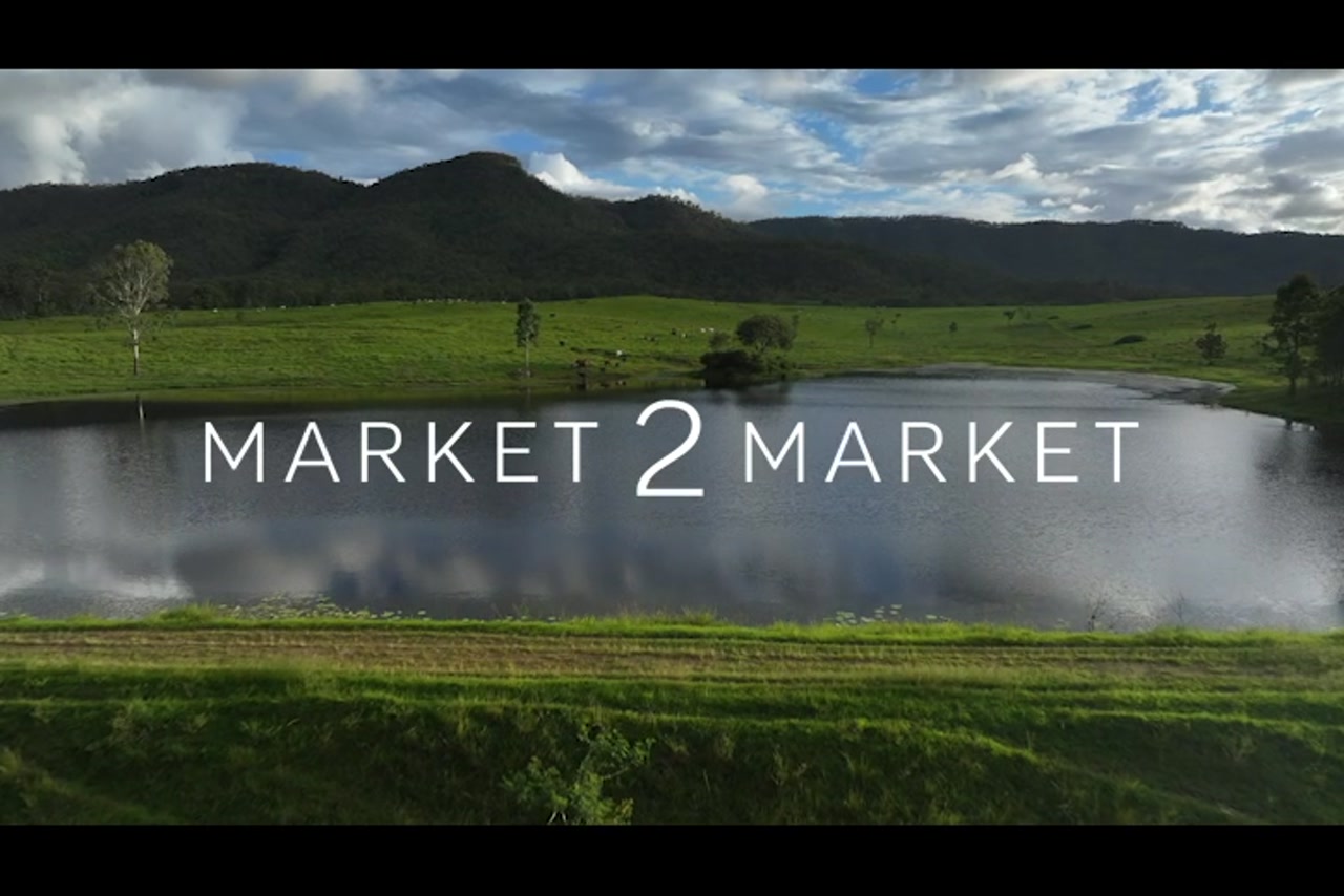 Aerial Footage over cattle in lush, green farmland with a small dam