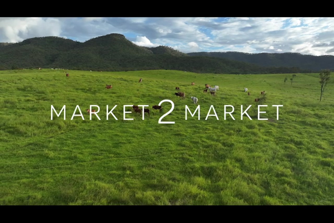 Aerial Footage over cattle in lush, green farmland with a small dam