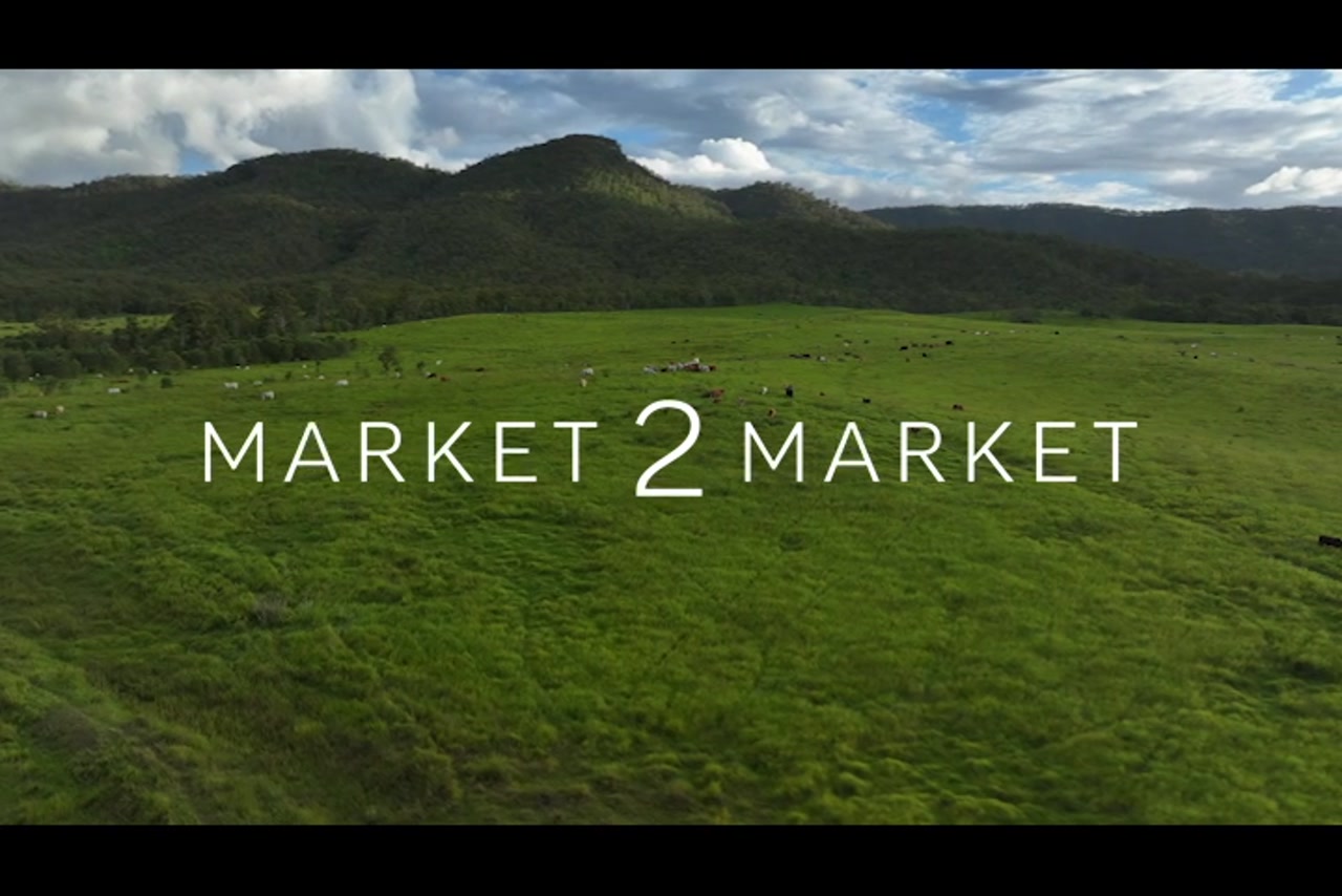Aerial Footage over cattle in lush, green farmland with a small dam