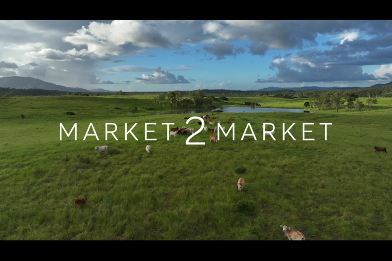 Aerial Footage over cattle in lush, green farmland with a small dam